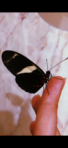 Heliconius sara apseudes