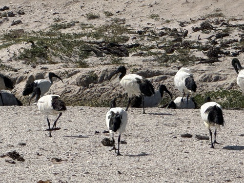 iNaturalist image