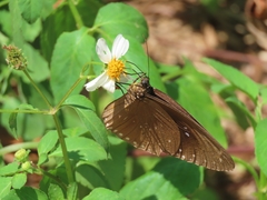 Euploea sylvester swinhoei