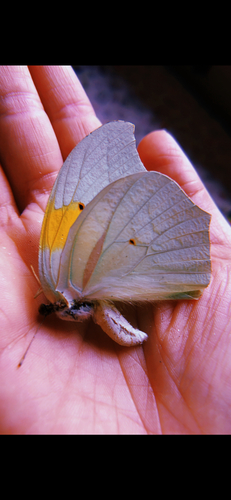 White Angled-Sulphur