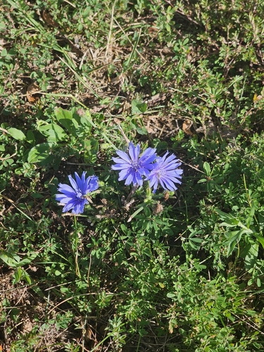 chicory
