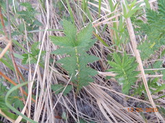 Filipendula stepposa