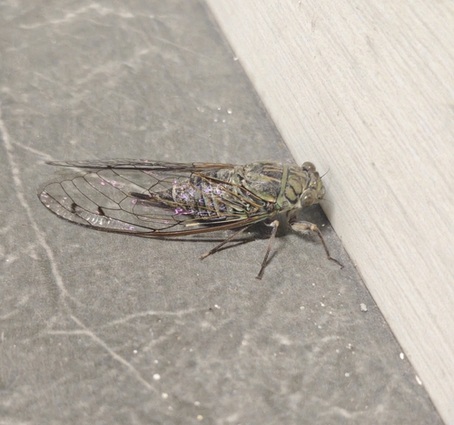 Priest Cicada