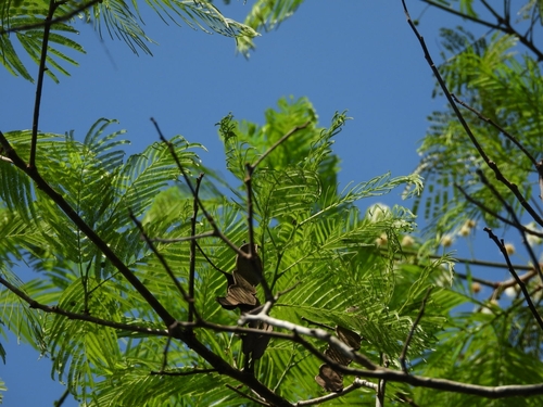 Anadenanthera colubrina