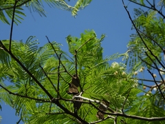 Anadenanthera colubrina