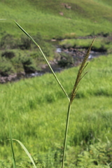 Miscanthus ecklonii