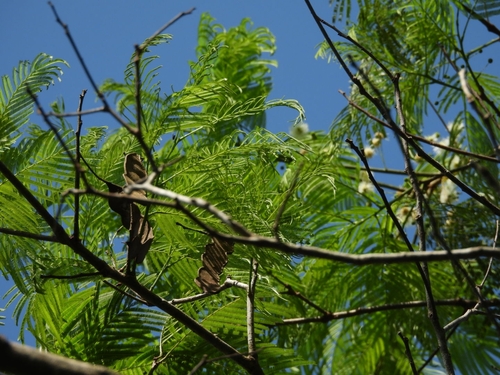Anadenanthera colubrina, photograph 4