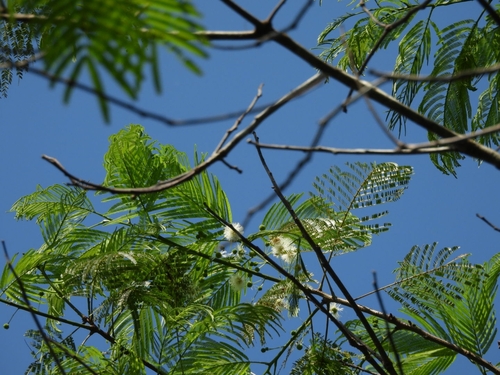 Anadenanthera colubrina, photograph 5