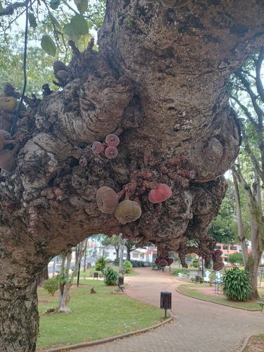 Roxburgh fig
