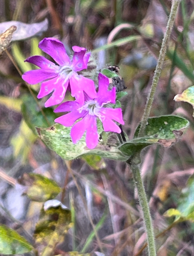 red campion