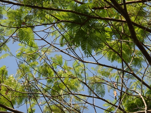 Anadenanthera colubrina, photograph 6