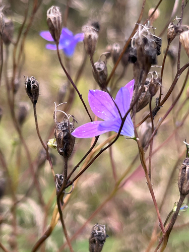 Spreading Bellflower