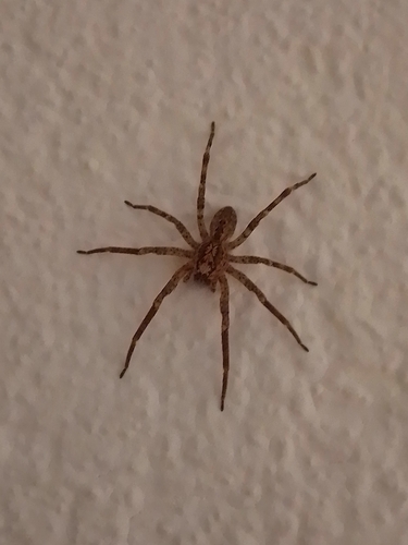 Mediterranean Spiny False Wolf Spider