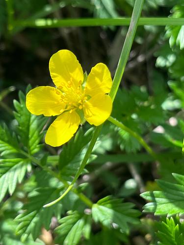 common silverweed