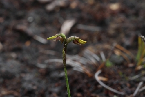 Genoplesium brachystachyum · iNaturalist