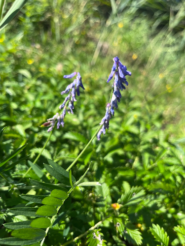 tufted vetch