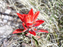 Castilleja rigida