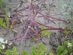 Erysimum menziesii