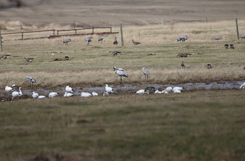 Common Crane