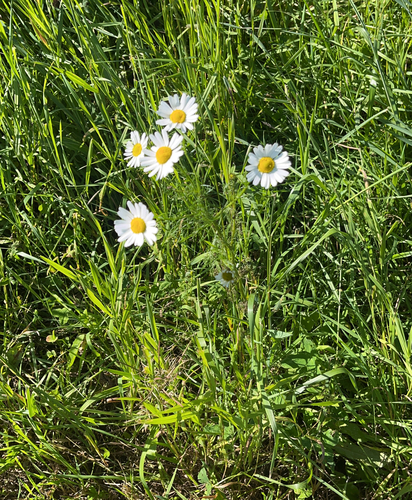 scentless mayweed