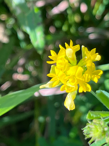 sickle alfalfa
