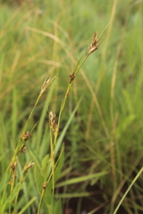 Carex spartea