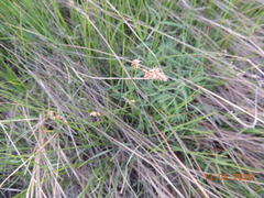 Carex praecox