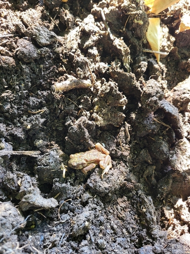 European Toad