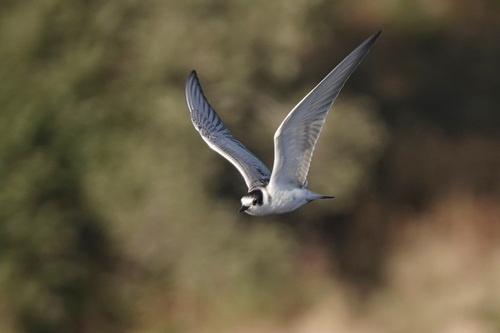 iNaturalist image