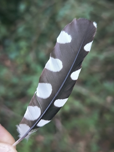 Great Spotted Woodpecker