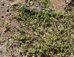 Limeum viscosum subsp. transvaalense image