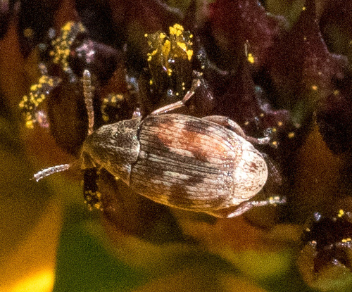Acanthoscelides pallidipennis