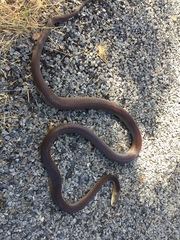 Oxyuranus scutellatus