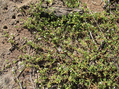 Limeum viscosum subsp. transvaalense image