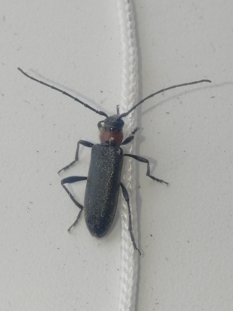 Pronocera sibirica