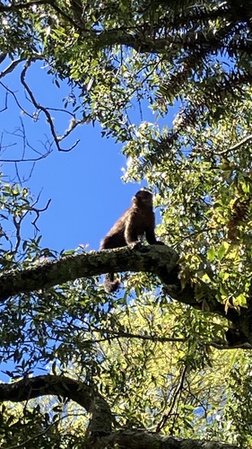 Black capuchin