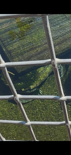 Alligator Snapping Turtle observed by bhoss2
