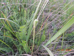 Fritillaria meleagroides
