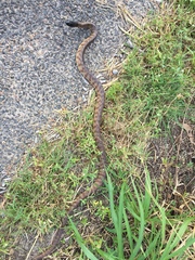 Aspidites melanocephalus