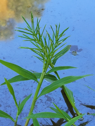 Paspalum repens, photograph 4