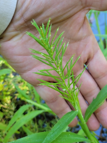 Paspalum repens, photograph 5