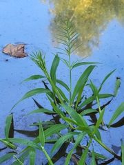 Paspalum repens, photograph author not stated, no rights reserved