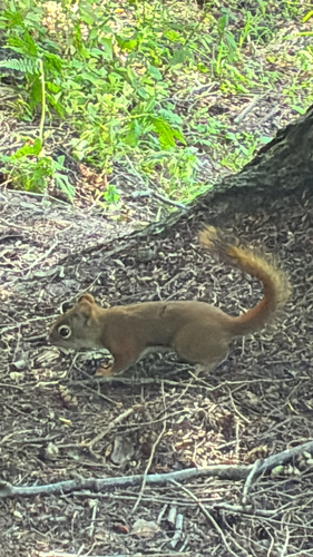 American Red Squirrel