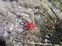 Castilleja rigida