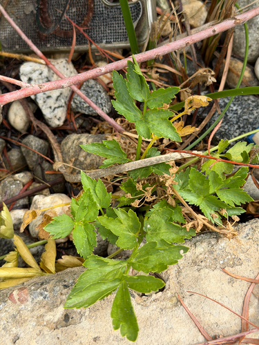 Apium graveolens, photograph 4