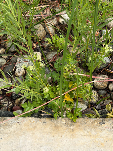 Apium graveolens, photograph 3