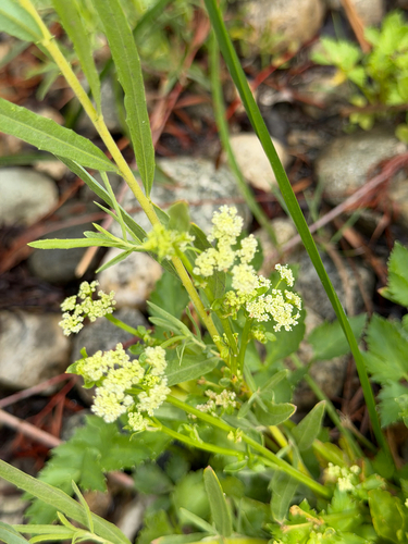 Apium graveolens, photograph 2