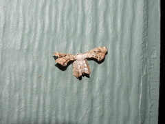 Phazaca leucocephala