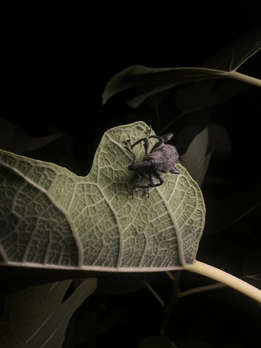 Aclees taiwanensis