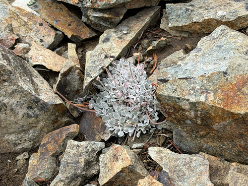 Eriogonum ovalifolium, photograph 3